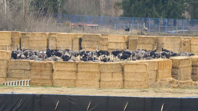 CFIA says cull over, all ostriches shot dead at B.C. farm by 'professional marksman'