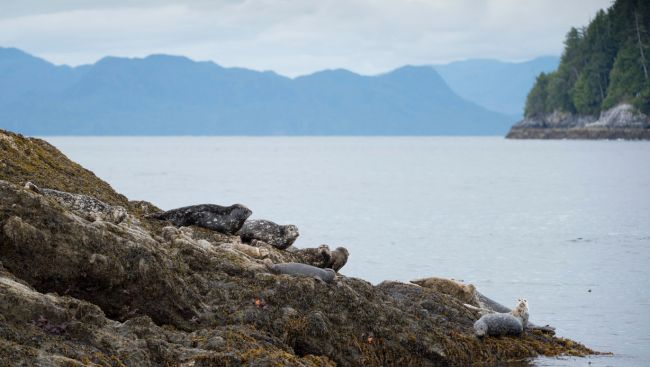 Rain, snow and flood watch in B.C.'s north as weather system moves through