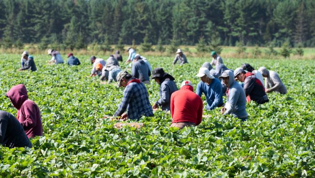 Rural B.C. communities ask province to support foreign worker program changes