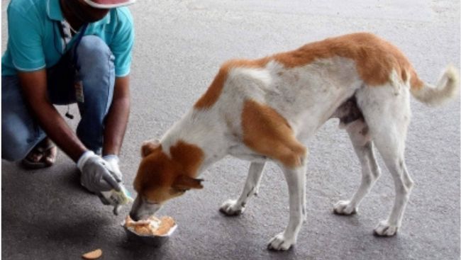 SC to deliver verdict on issue of strays in Delhi-NCR tomorrow