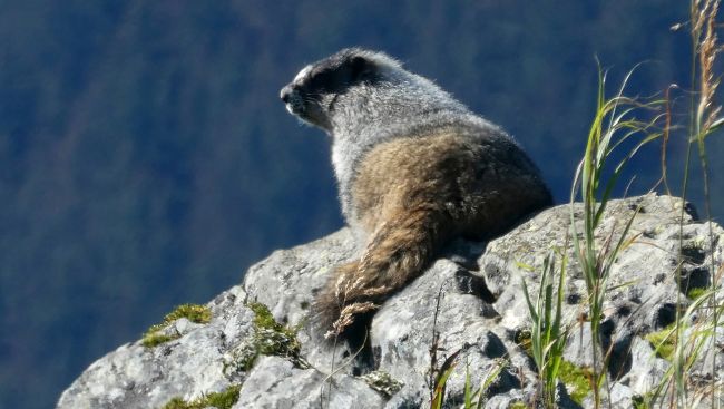 Charity celebrates milestone as Vancouver Island marmots rebound to 427 in wild