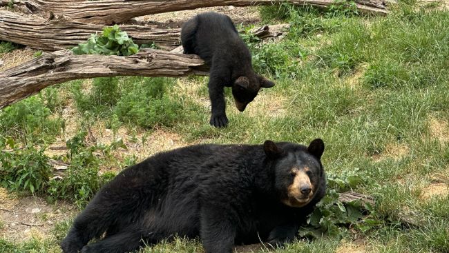Woman attacked by bear while walking dog in Squamish, B.C., wildlife area