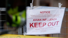 Canadian Officials Hope Avian Flu Outbreak Contained To 4 Farms; 35,000 Birds To Be Euthanized