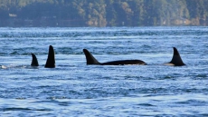Endangered 18-year-old female killer whale found dead off Vancouver Island