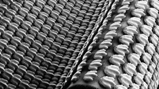 3D printed skin reveals how sharks swim fast