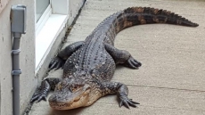 Alligator Removed From Hamilton Homeowner's Backyard; No One Hurt