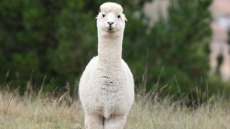 'Cute' Alpaca Leaps From Truck And Heads Off Along B.C. Highway: Police