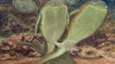 'Ancient fish pioneered penetrative sex'