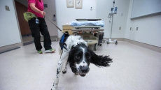 Detection Dog To Sniff Out Dangerous Superbug In Vancouver General Hospital