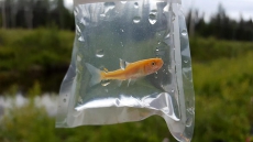 Aquarium Fish Becomes Invasive Species In Prince George, B.C., Stream