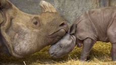 Indian Rhinoceros Ashakiran At Toronto Zoo Gives Birth To Male Calf