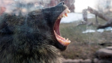 Brutal Baboon Battle Erupts For Throne At Toronto Zoo After Matriarch Dies