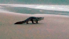 Beach Crocodile Gives Goa Tourism A Scare