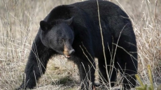 Maple Ridge, B.C. Woman, 69, Suffers Cuts In Bear Attack
