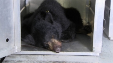 10-Year-old Seriously Hurt Girl In 'Good Spirits' After B.C. Bear Attack