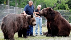 Bear With Him: Man Grabs Attention For Hugging Big Bears