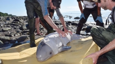 Quebec Research Team Attempts Rescue Of Hours-old Beluga Calf Found On Shoreline
