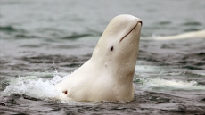 People Trying To Ride Beluga Whale In Newfoundland: Fisheries Department