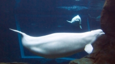 No Cause Of Death Yet For Aquarium Belugas, But Facility To Expand Its Exhibit