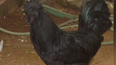 Black Chicken, Home-Delivered, With Madhya Pradesh's 'Kadaknath' App