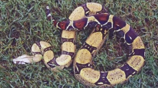 Boa Constrictor On The Loose In New Brunswick After Escaping From Cage