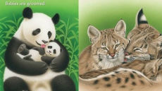 New bilingual children’s book captivates, educates and dazzles