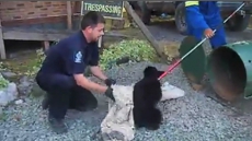 B.C. Wants Conservation Officer Bryce Casavant Ousted From Service For Saving Baby Bears
