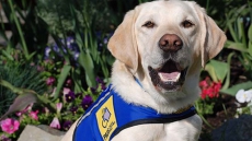 Dog Soothes 10-Year-Old Girl At Sex-Assault Trial; Sets New Course For B.C.'s Courts