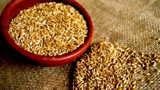 Would You Eat Canary Seed? Health Canada Says You Can