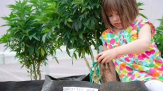 Alberta Backs Off From Forcing Epileptic Girl, 4, To Stop Cannabis-Derived Treatment