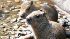 Pender Island Beaver Battle: Parks Canada Asked To Reconsider Euthanasia