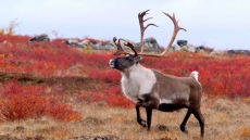 Alberta Considers Fencing Off Calving Pens For Caribou In Impacted Forests