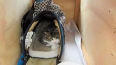 Canadians Woman Sent Home For Trying To Sneak Cat Into New Zealand