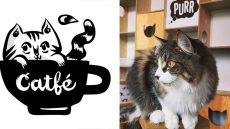 Meow Mix! Vancouver Cafe Mingles Cats And Customers To Spur Adoption