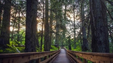 Ancient Forest With Some Of The Largest Cedar Trees In B.C. Will Be Class A Park