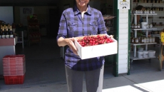 Life Not A Bowl Of Cherries For Okanagan Residents Or Rain-Soaked Farmers