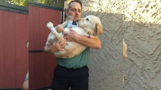 Dog With No Legs Leaves Korea For New Life In Arizona