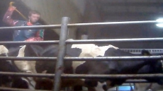 Chilliwack Cattle Sales Faces $300,000 Fine In Animal Abuse Case