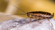 Doctors Remove Live Cockroach From An Indian Woman’s Skull In Chennai