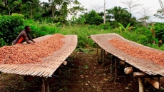 Young Chocolate Entrepreneurs Emerge In World's Cocoa Leader
