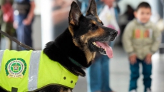 Colombian Drug Gang Puts Bounty On Drug-Sniffing Dog