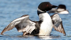Canadians Pick Common Loon As Favourite To Become Country's National Bird