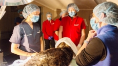 Historic Operation In Vancouver Not Enough To Save Corky The Sea Otter