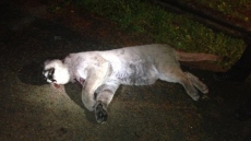 Cougar Killed After Halloween Sighting In New Westminster Neighbourhood