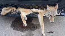 Coyote In Her Grille: Animal Gets Stuck In Front Of Car That Hit It On Highway