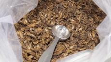 Bugs In The Grocery Aisle; Loblaw Adds Cricket Powder To Its PC Line