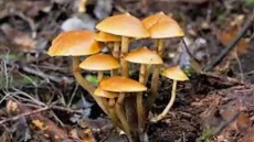 Health Warning: Deadly Mushrooms Make Early Appearance In Victoria, Spark