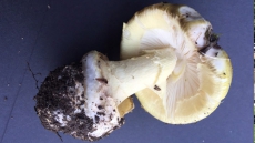 3-year-old Victoria Boy Dies After Eating Poisonous Mushroom During Family Outing