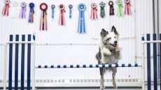 Deaf Dog Once Thought To Be Untrainable Wins Champion Agility Title