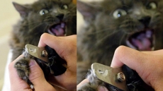 Canadian Veterinary Medical Association Now Opposes The Declawing Of Cats